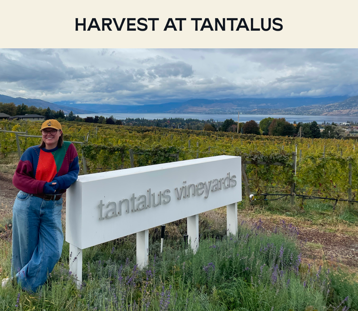 2025 Harvest Report: Tantalus Vineyards