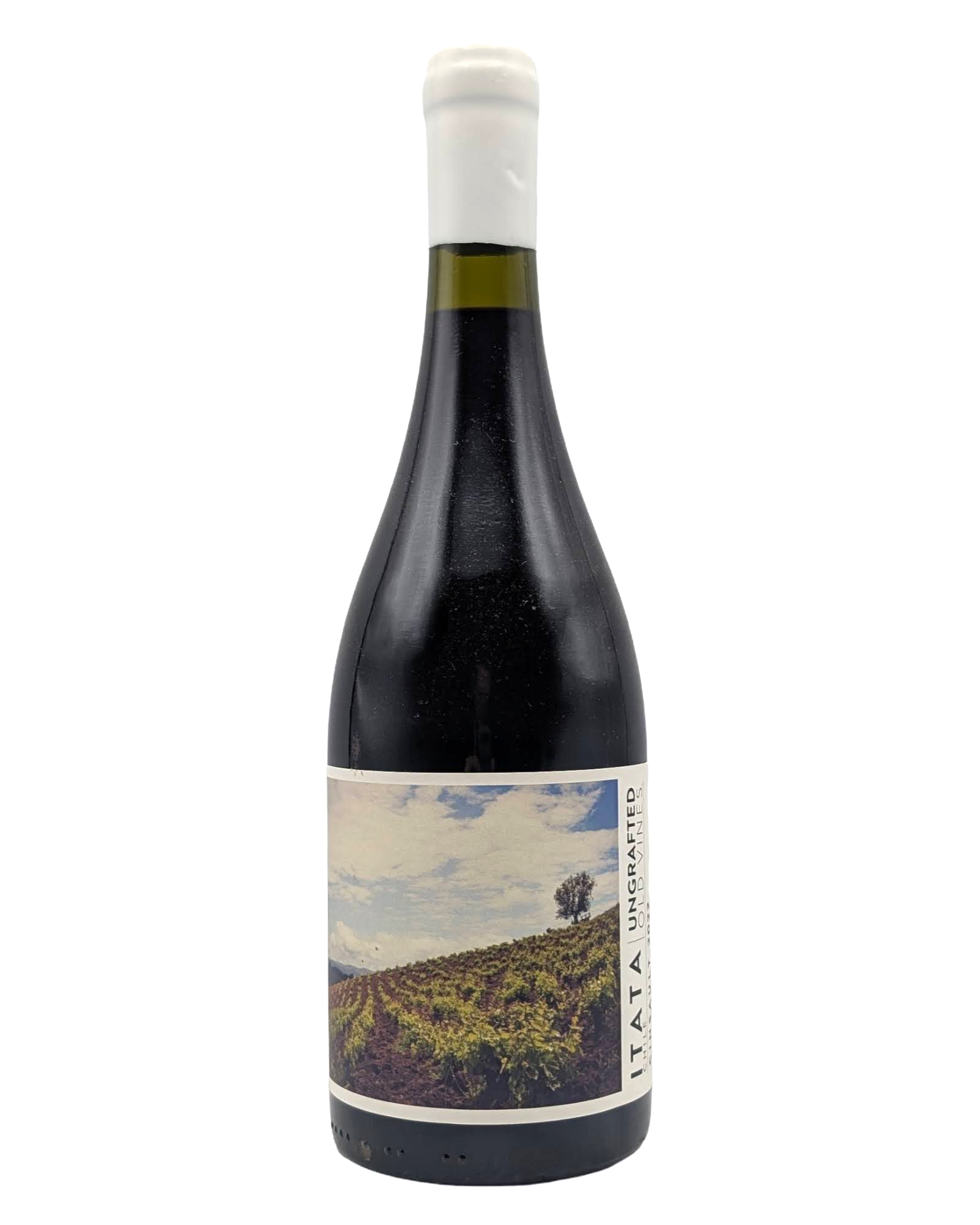 De Martino Ungrafted Cinsault